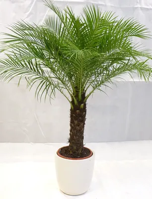 Produktbild von [Palmenlager] XL Phoenix roebelenii 150 cm - Stamm 20-30 cm, Zwergdattelpalme // Zimmerpalme Zimmerpflanze