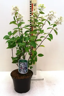 Image de Rispenhortensie 'Unique' 5 L Topf 40-80 cm Hydrangea paniculata 'Unique'