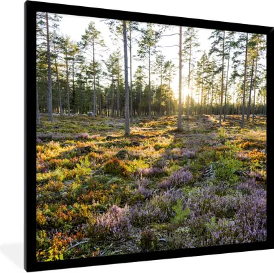 Produktbild von MuchoWow® Gerahmtes Poster Bäume in einer Heidelandschaft 40x40 cm - Poster mit Schwarzem Bilderrahmen Wandposter Rahmen Foto Bilder - Mit Rahmen - Wanddekoration Schlafzimmer