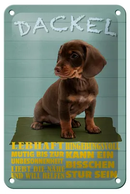 Produktbild von Blechschild Spruch 12x18cm Dackel Hund lebhaft mutig stur