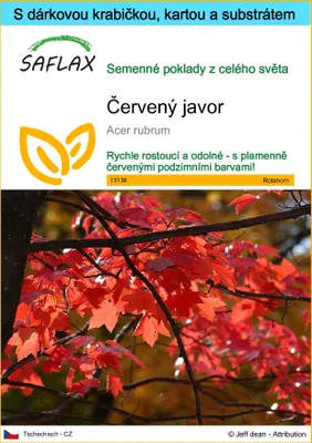 Obrázek produktu pro SAFLAX Dárková sada - červený javor - Acer rubrum - 20 Semena - S dárkovou krabičkou, přepravním štítkem, dárkovou kartou a pěstebním médiem