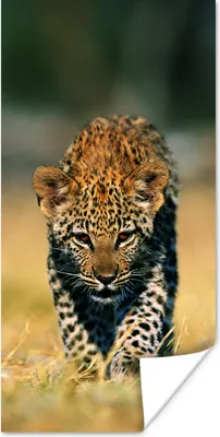 Produktbild von MuchoWow® Poster Leopard - Makro - Gras 20x40 cm - Plakat - Foto