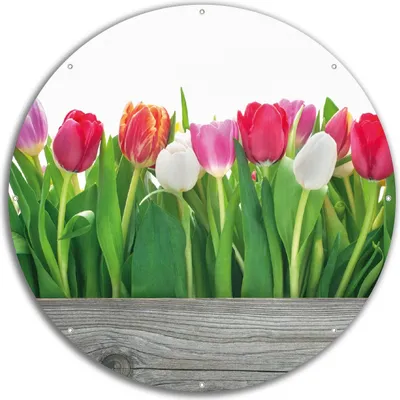 Produktbild von Wallario rundes Outdoor-Poster für Garten oder Balkon, Motiv Rote  weiße und pinke Tulpen im Frühling, 60 cm Durchmesser