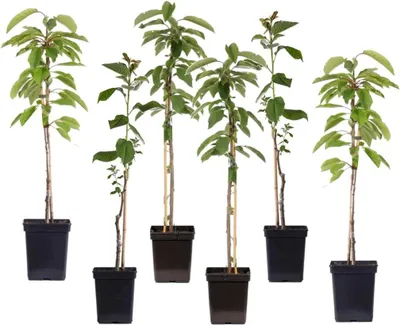 Produktbild von Apfelbäume - 6 Stk - Malus - Höhe 60-70cm - ⌀9cm