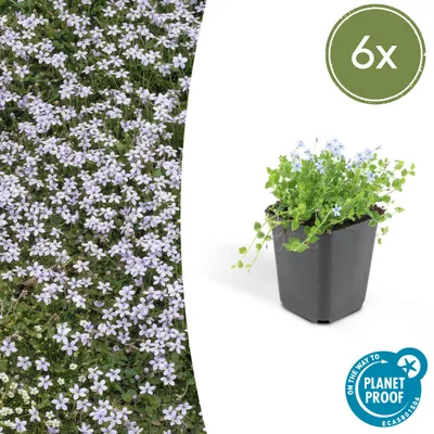 Image de Couvre-sol - Isotoma fluviatilis - Pot de 9cm - Set de 6 plantes