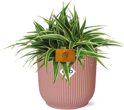 Produktbild von Grünlilie - Chlorophytum Ocean - ca. 15cm Höhe - Zimmerpflanze mit weißen