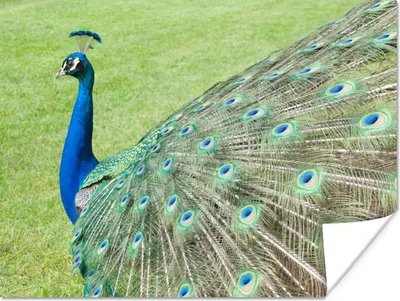 Produktbild von MuchoWow® Poster Pfau - Vogelmuster 40x30 cm - Plakate für die Wände - Poster Wohnzimmer