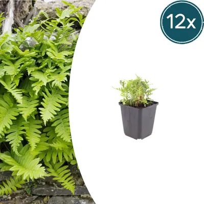 Produktbild von Polypodium vulgare | 12 Stück - 10-25cm - Ø9cm - Gartenpflanze