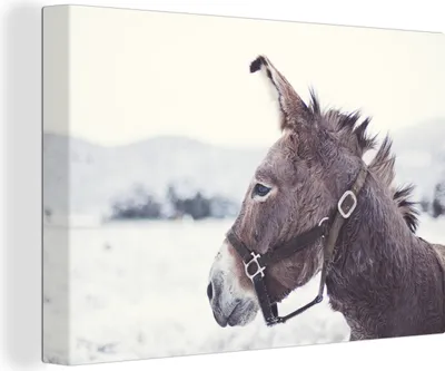 Produktbild von OneMillionCanvasses® - Leinwandbilder - 140x90 cm, Esel im Schnee, Wandbilder Kunstdruck Wanddekoration - Foto auf Leinwand - Gemälde auf Holzrahmen