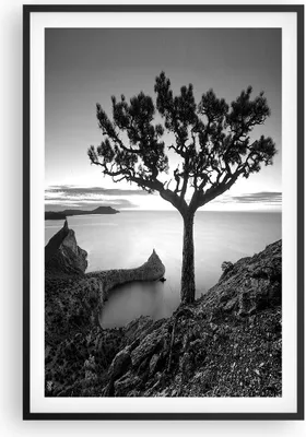 Produktbild von Gerahmtes Poster - Schwarzer Rahmen - Baum Schwarzweiß Ansicht - 61x91,5 cm - Wand Bild - Wanddeko - Wandbilder - Wandposter - Bilderrahmen - Bilder - Kunstdruck - Wandbild - P2BPA61x91-4297