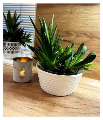 Produktbild von 3 Stück Pflanzschale Blumenschale Gesteckschale 12 cm in Rattan-Optik, Farbe weiß