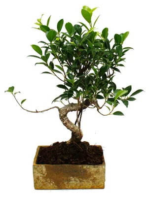 Immagine prodotto di Bonsai da interno - in stile ceramico moderno - bonsai di ficus da interno - 8 anni - effetto pietra