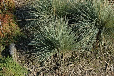 Produktbild von Helictotrichon sempervirens 'Saphirsprudel', Blaustrahlhafer, ca. 9x9 cm Topf