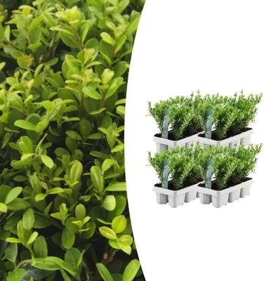 Produktbild von Ilex crenata 'Jenny' | 24 Stücke - 15cm - Ø7cm - Gartenpflanze