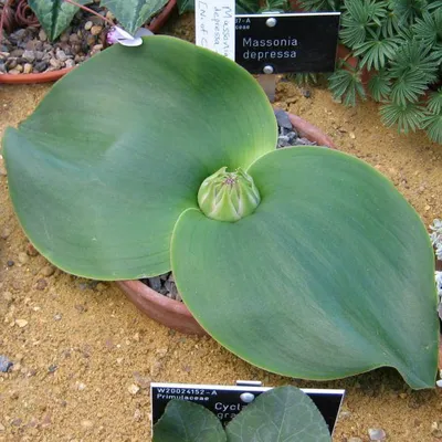 Obrázek produktu pro Stachelblume (Massonia depressa) – 5 semen