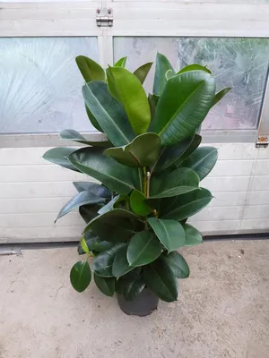 Produktbild von [Palmenlager] XL Ficus elastica "robusta" - Gummibaum 3er Tuff - 130 cm - Zimmerpflanze