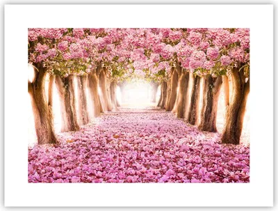 Produktbild von Poster - Poster ohne Rahmen - Baum Blumen Kirsche Natur - 40x30 cm - Wand Bild - Wanddeko - Wandbilder - Kunstposter - Wandposter - Bilder - Kunstdruck - Wanddekoration - Wandbild - P2XAA40x30-2794