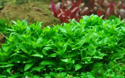 Produktbild von Aquarium Pflanze Staurogyne repens Tropica Nr.049G Aquariumpflanze Wasserpflanze