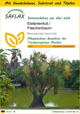 Produktbild von SAFLAX Anzucht Set - Elefantenfuß / Flaschenbaum - Beaucarnea recurvata - 10 Samen - Mit Mini-Gewächshaus, Anzuchtsubstrat und 2 Töpfen