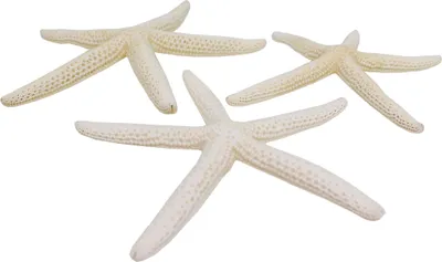 Produktbild von 3 Stück echte Seesterne gebleicht ca.10-14cm Finger starfish Deko Strand maritim