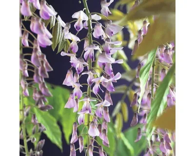 Obrázek produktu pro Vistárie květnatá FloraSelf Wisteria floribunda 'Rosea' 50-70 cm květináč 2,3 l