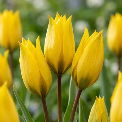 Image de 40x Tulipa Sylvestris - Bosdravik - Geel - Verwilderingsbol - Bolmaat 5/6