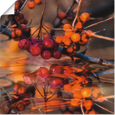 Produktbild von ARTland Poster Rote Beeren - Wildbeeren Größe: 50x50 cm