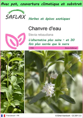 Image de SAFLAX Garden to go - Chanvre d'eau - 100 graines - Stevia