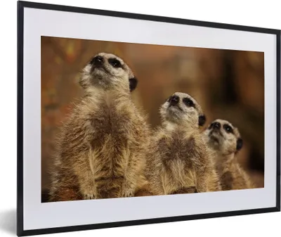 Produktbild von MuchoWow® MuchoWow® Gerahmtes Poster Sonne - Erdmännchen - Familie 60x40 cm - Poster mit zchwarzem Bilderrahmen - Schlafzimmer - Plakat in Rahmen - Drucken