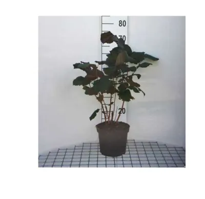 Immagine prodotto di Corylus maxima 'Purpurea' - Nocciolo rosso 60-80 cm in contenitore