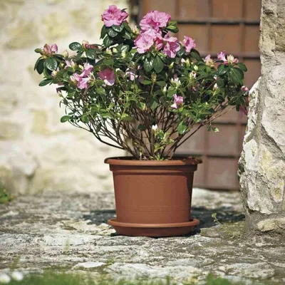 Immagine prodotto di Vaso in terracotta - Vaso da esterno per giardino - Vaso per piante da terrazzo - Resistente ai raggi UV e al gelo - Diametro 45 cm - Terracotta