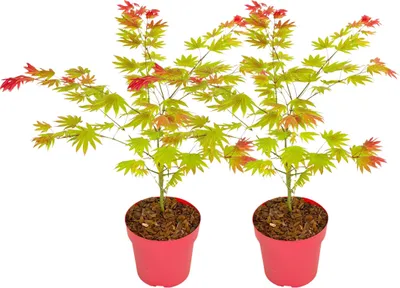 Produktbild von Japanischer Ahorn - 2 Stk - Acer palmatum 'Moonrise' - Höhe 40-50cm - ⌀19cm
