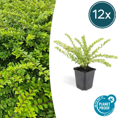 Produktbild von Bodendecker - Heckenmyrthe - Lonicera nitida 'Maigrün' - 9cm Topf - Set mit 12 Pflanzen