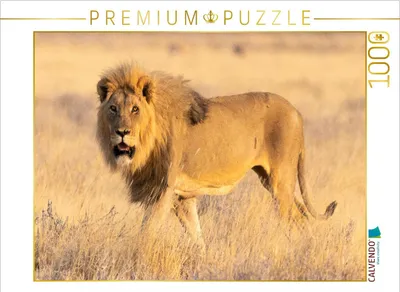 Produktbild von CALVENDO Puzzle Löwenmännchen im Etosha Nationalpark | 1000 Teile Lege-Größe 64x48cm Foto-Puzzle für glückliche Stunden