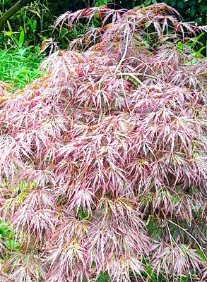 Produktbild von Roter Fächerahorn Acer palmatum Dissectum Garnet 30 - 40 cm Ahorn