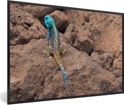 Produktbild von MuchoWow® Gerahmtes Poster Eine Feuerechse auf den Felsen 90x60 cm - Poster mit Schwarzem Bilderrahmen Wandposter Rahmen Foto Bilder - Fotorahmen - Foto-Plakat