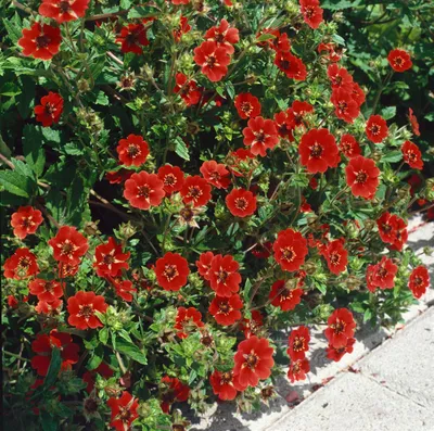 Produktbild von Potentilla atrosang. 'Gibson's Scarlet', Fingerstrauch, leuchtend rot, ca. 11x11 cm Topf