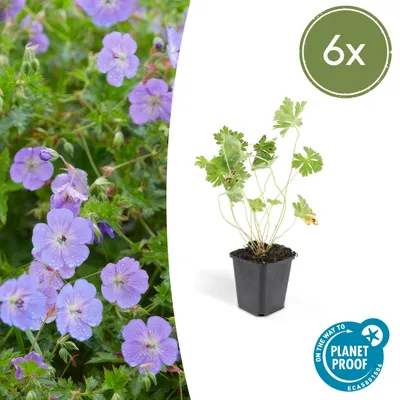 Zdjęcie produktu dla Geranium Rozanne | 6 sztuk - 10-25cm - Ø9cm - Roślina ogrodowa - Wielozadaniowość