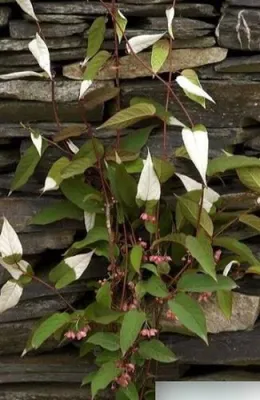 Produktbild von Kiwipflanze - Spitzblättriger Strahlengriffel - Actinidia pilosula - 60-100cm