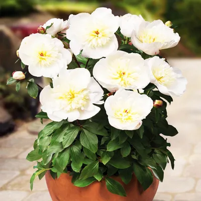 Obrázok produktu pre Paeonia Pivoňka sadenička Patio Madrit 1 ks Pivoňka sadeničky Voňavá
