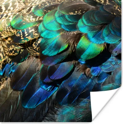 Produktbild von MuchoWow® Poster Federn - Blau - Grün 50x50 cm - Wohnzimmerdekoration