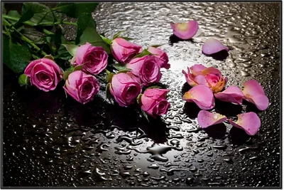 Produktbild von Wallario Wandbild Pinke Rosen mit Wassertropfen, Größe: 61 x 91,50 cm, Poster mit schwarzem Aluminiumrahmen