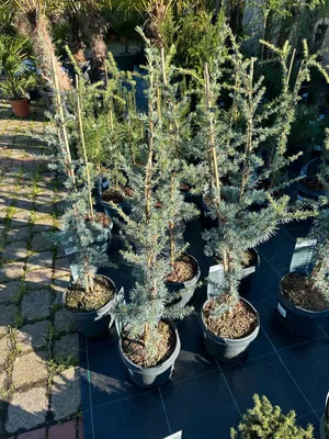 Produktbild von Cedrus libani Glauca Blaue Libanon-Zeder 100–120 cm winterharte Konifere