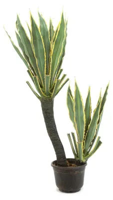 Imagen del producto de EUROPALMS, Orquídea y cactus artificiales, 160 cm (82809035)
