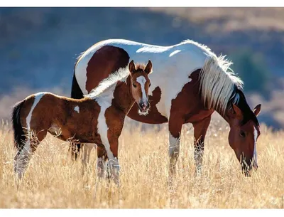 Immagine prodotto di Nathan Puzzle Cavallo e puledro - 1500 pezzi cavalli