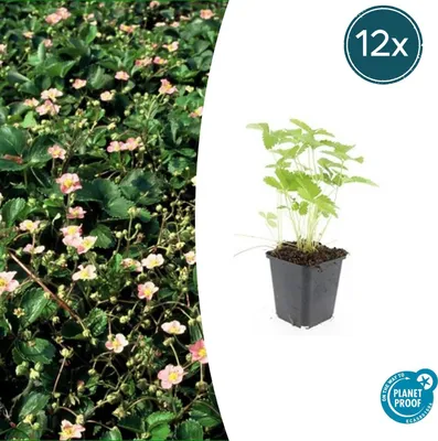 Produktbild von Bodendecker - Walderdbeere - Fragaria vesca - 9cm Topf - Set mit 12 Pflanzen
