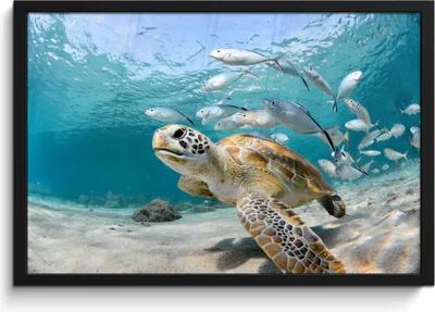 Produktbild von MuchoWow® MuchoWow® Gerahmtes Poster Schildkröte - Fisch - Meer 60x40 cm - Poster mit zchwarzem Bilderrahmen - Printing - Wanddeko Schlafzimmer