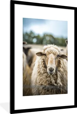 Produktbild von MuchoWow® Gerahmtes Poster Porträt eines Schafes 60x90 cm - Poster mit Schwarzem Bilderrahmen Wandposter Rahmen Foto Bilder - Dekoration - Wandposter Wohnzimmer - Hochwertig