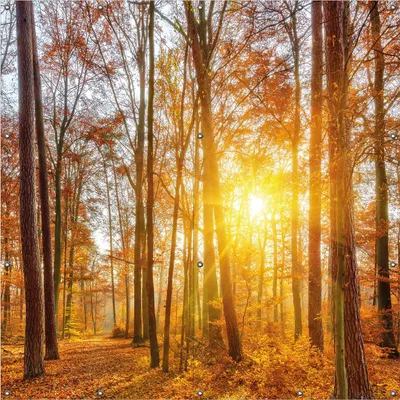 Produktbild von Wallario Outdoor-Poster für Garten oder Balkon, Motiv Sonnenuntergang im herbstlichen Wald, in ca. 180 x 180 cm