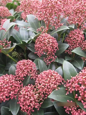 Produktbild von Skimmie Pink Dwarf - Skimmia japonica Pink Dwarf - 30-40cm